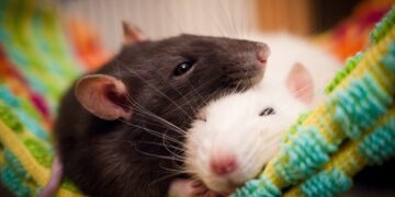 Уход за домашним грызуном: правила и рекомендации профессионалов