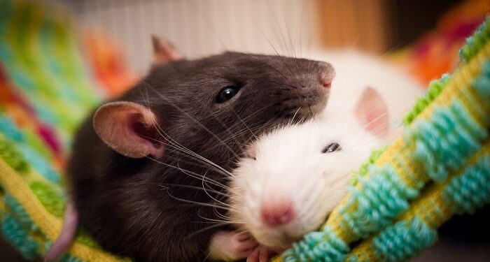 Уход за домашним грызуном: правила и рекомендации профессионалов