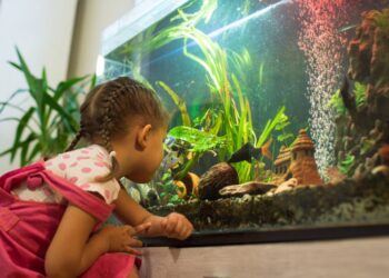 Як обрати акваріум: поради для початківців та досвідчених акваріумістів