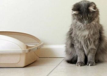 Почему кошки игнорируют лотки и гадят в доме