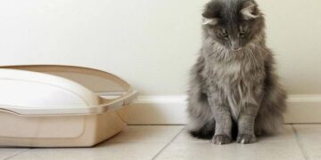 Почему кошки игнорируют лотки и гадят в доме