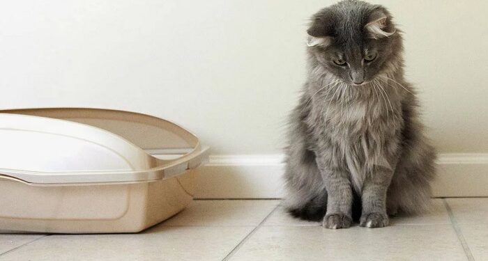 Почему кошки игнорируют лотки и гадят в доме