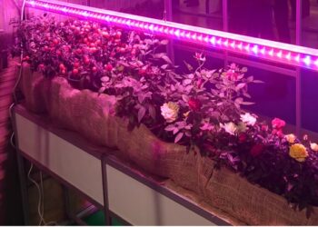 Фіто світлодіодні світильники для рослин: ефективний спосіб стимулювати рост і розвиток