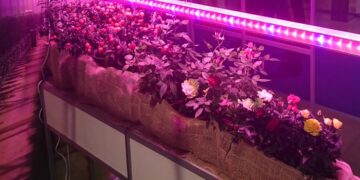 Фіто світлодіодні світильники для рослин: ефективний спосіб стимулювати рост і розвиток
