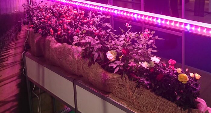 Фіто світлодіодні світильники для рослин: ефективний спосіб стимулювати рост і розвиток