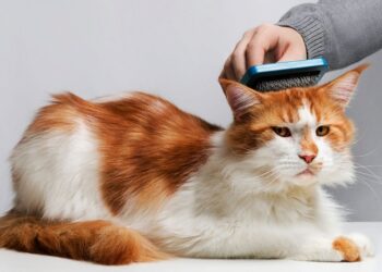 Сезонная линька у котов: как помочь питомцу в этот период