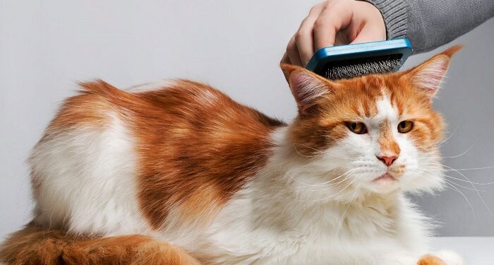 Сезонная линька у котов: как помочь питомцу в этот период