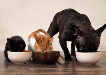 Секрети здоров’я домашніх тварин: суперфуди в кормі