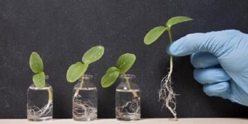 Зачем нужны регуляторы роста растений для садоводства