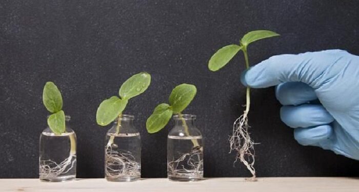 Зачем нужны регуляторы роста растений для садоводства