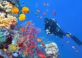 Experience the best of the Red Sea with Deep South Divers in Marsa Alam