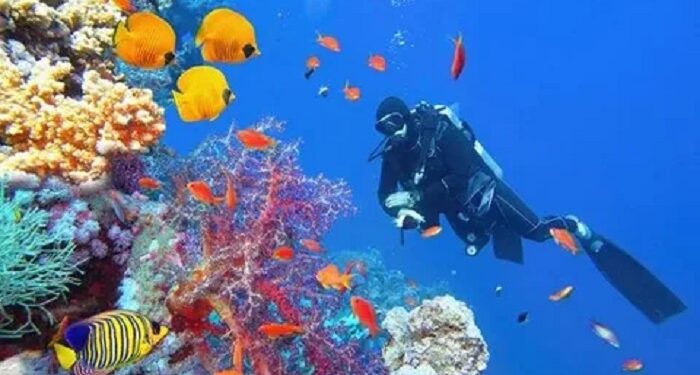 Experience the best of the Red Sea with Deep South Divers in Marsa Alam